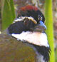 Collared Towhee