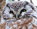 Boreal Owl, Ontario