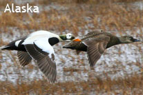 Alaska birding