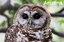 Arizona birding