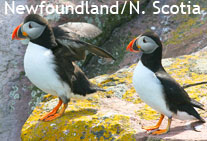 Nova Scotia/Newfoundland birding