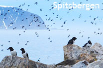 Spitsbergen birding