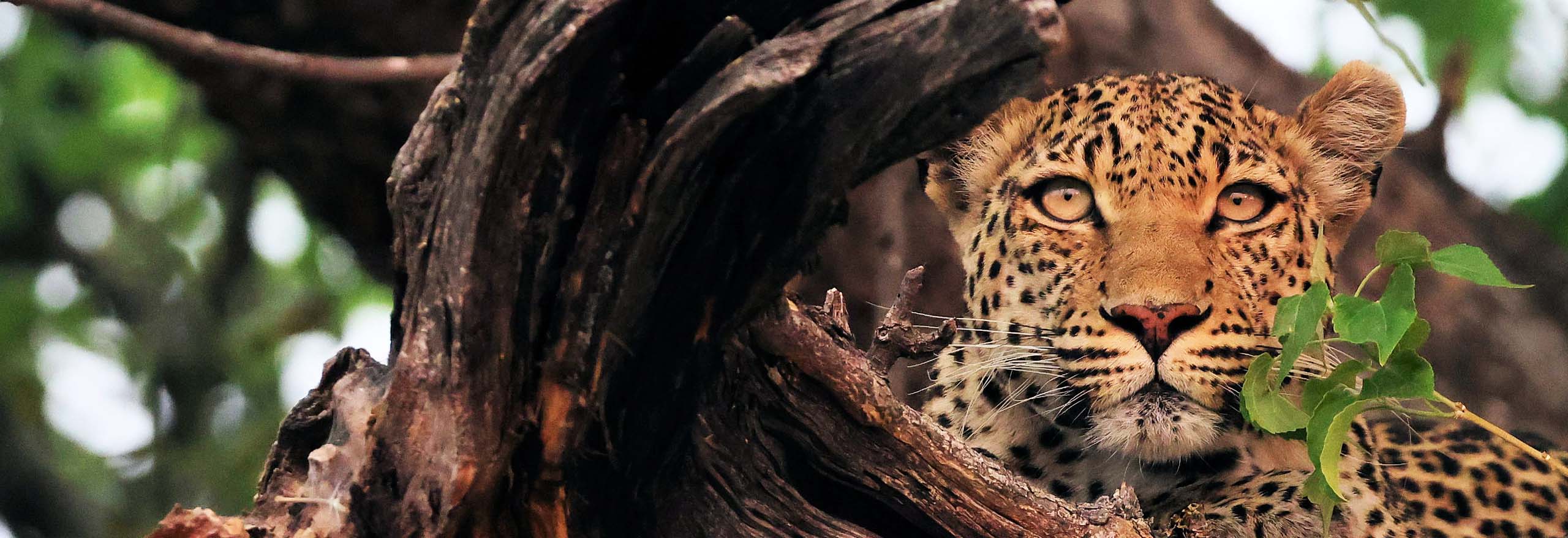 Leopard in Botswana by Field Guides tour participant Kevin Watson Leopard in Botswana by Field Guides tour participant Kevin Watson