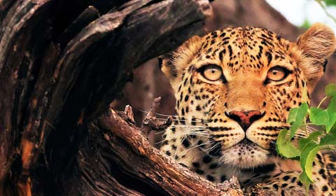 Leopard in Botswana by Field Guides tour participant Kevin Watson
