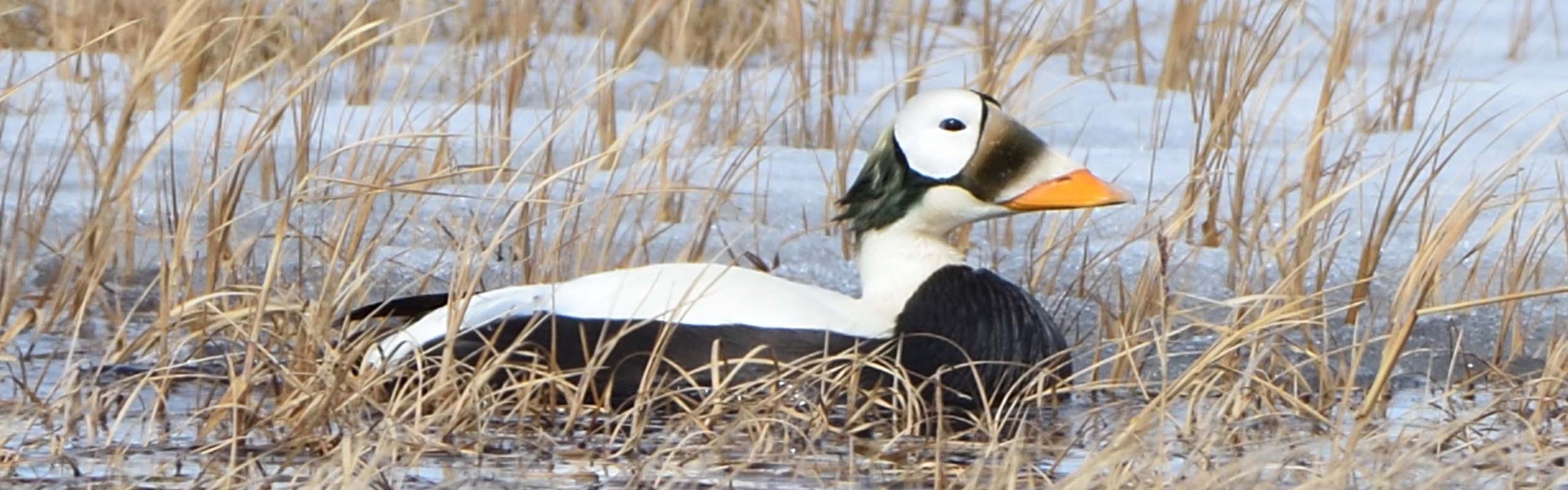 Spectacled Eider in Alaska by participant Doug Clarke on a Field Guides birding tour Spectacled Eider in Alaska by participant Doug Clarke on a Field Guides birding tour