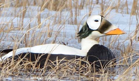 Spectacled Eider in Alaska by participant Doug Clarke on a Field Guides bir