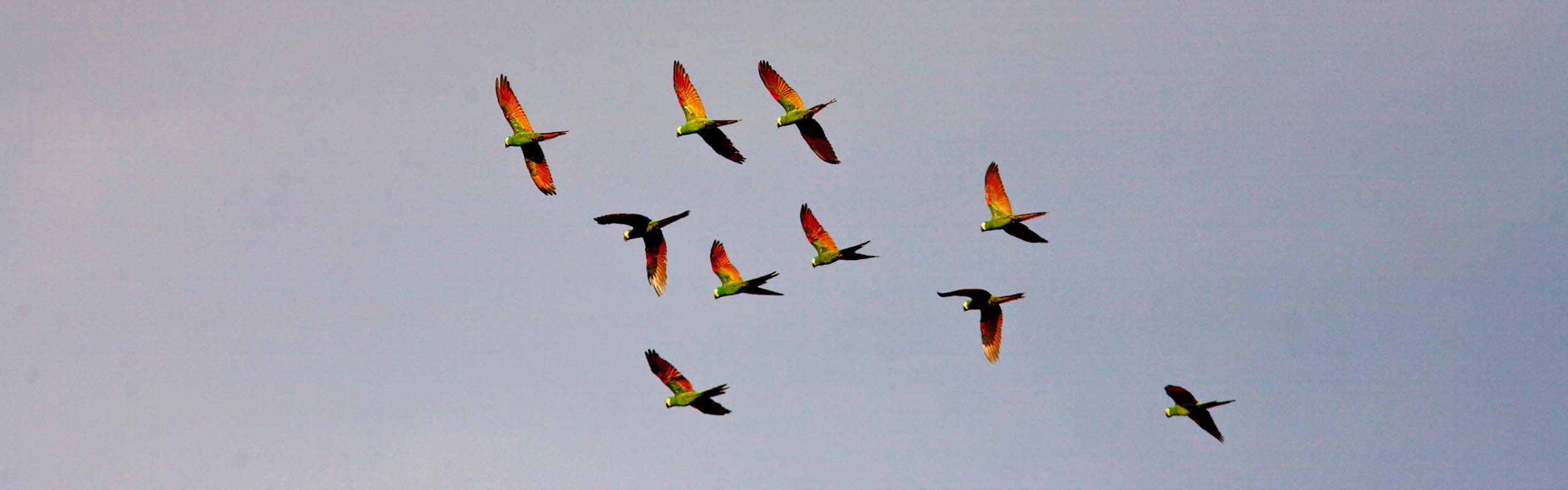 Chestnut-fronted Macaws in Brazil by guide Marcelo Padua Chestnut-fronted Macaws in Brazil by guide Marcelo Padua