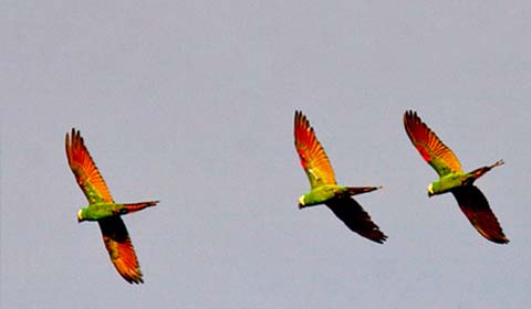 Chestnut-fronted Macaws in Brazil by guide Marcelo Padua