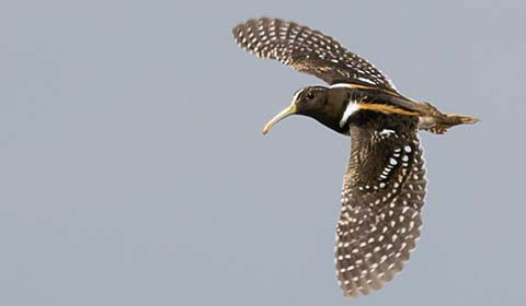 South American Painted-Snipe by Tom Johnson