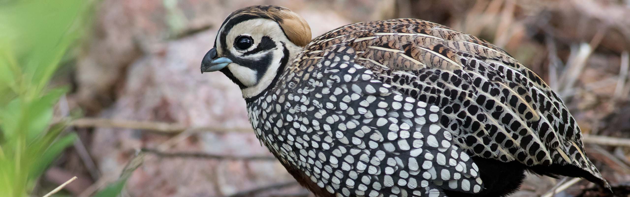 Montezuma Quail in Arizona by Tom Johnson on a Field Guides birding tour Montezuma Quail in Arizona by Tom Johnson on a Field Guides birding tour