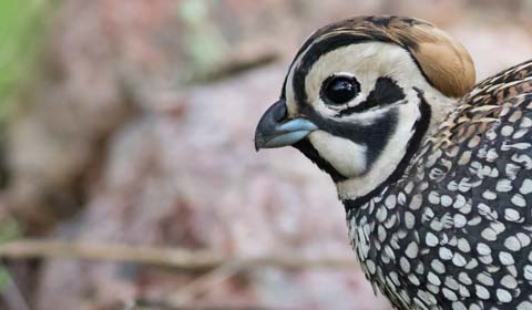 Montezuma Quail in Arizona by Tom Johnson on a Field Guides birding tour