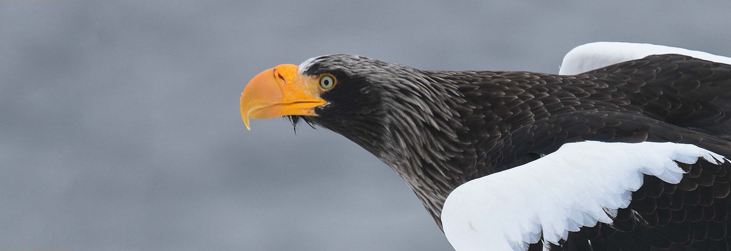 Steller's Sea-Eagle in Japan by Field Guides tour participant Becky Hansen Steller's Sea-Eagle in Japan by Field Guides tour participant Becky Hansen