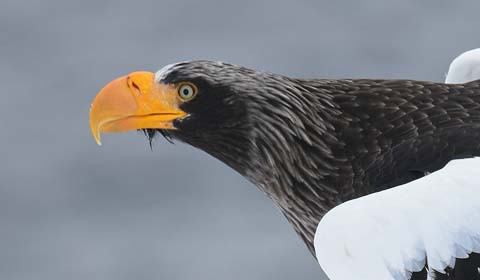 Steller's Sea-Eagle in Japan by Field Guides tour participant Becky Hansen