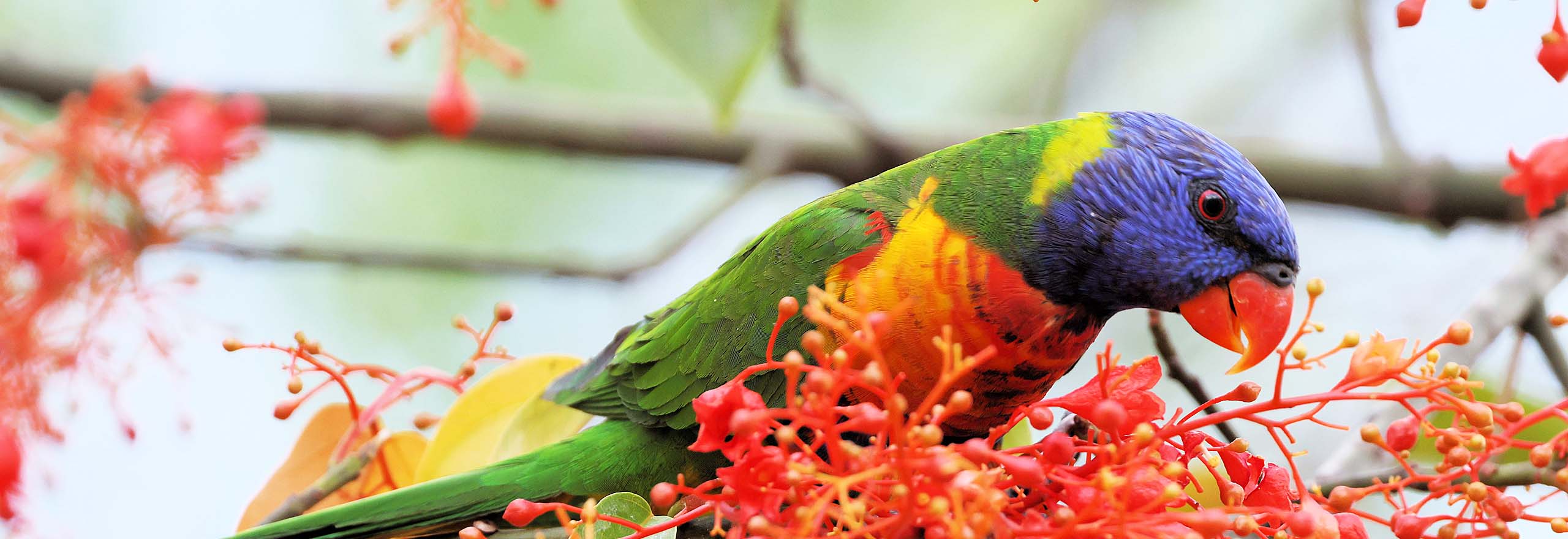 Rainbow Lorikeet in Australia by Field Guides tour participant Kevin Watson Rainbow Lorikeet in Australia by Field Guides tour participant Kevin Watson