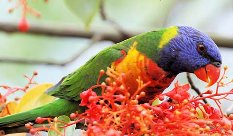 Rainbow Lorikeet in Australia by Field Guides tour participant Kevin Watson