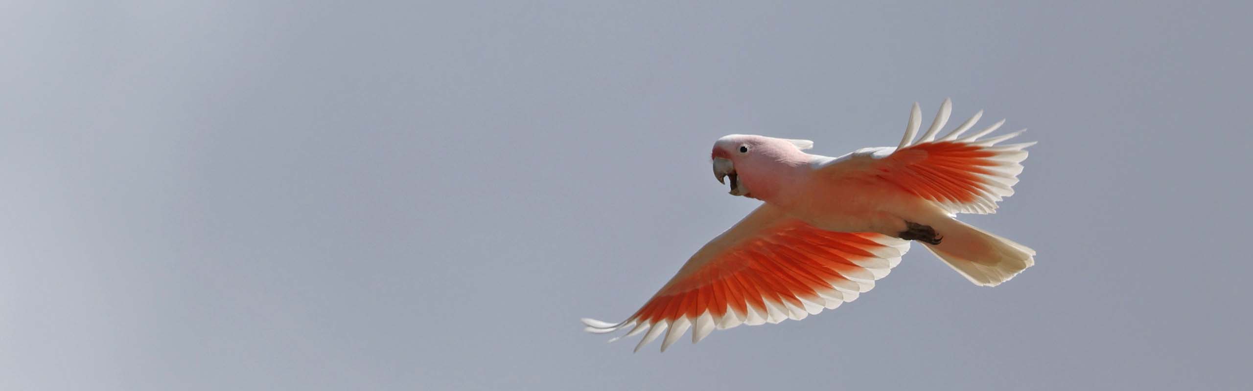 Pink Cockatoo photo by Field Guides tour participant Wayne Whitmore Pink Cockatoo photo by Field Guides tour participant Wayne Whitmore