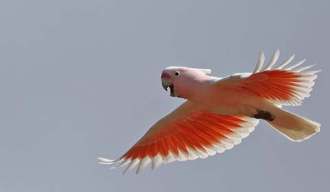 Pink Cockatoo photo by Field Guides tour participant Wayne Whitmore