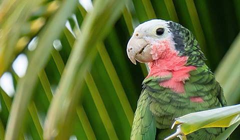 Cuban Amazon in the Bahamas by participant Paul Beerman on a Field Guides t