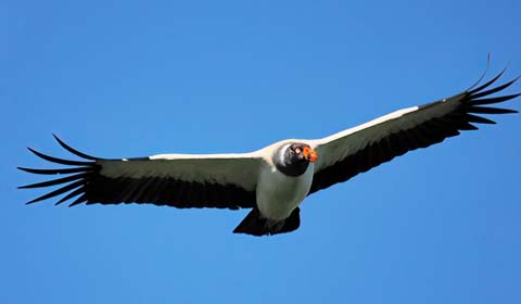 King Vulture by guide Alex Sundvall