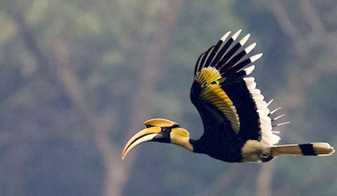 Great Hornbill by Field Guides tour participant Ephraim Heller