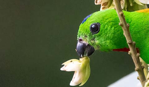 Mount Kinabalu by Field Guides tour participant John Forsyth