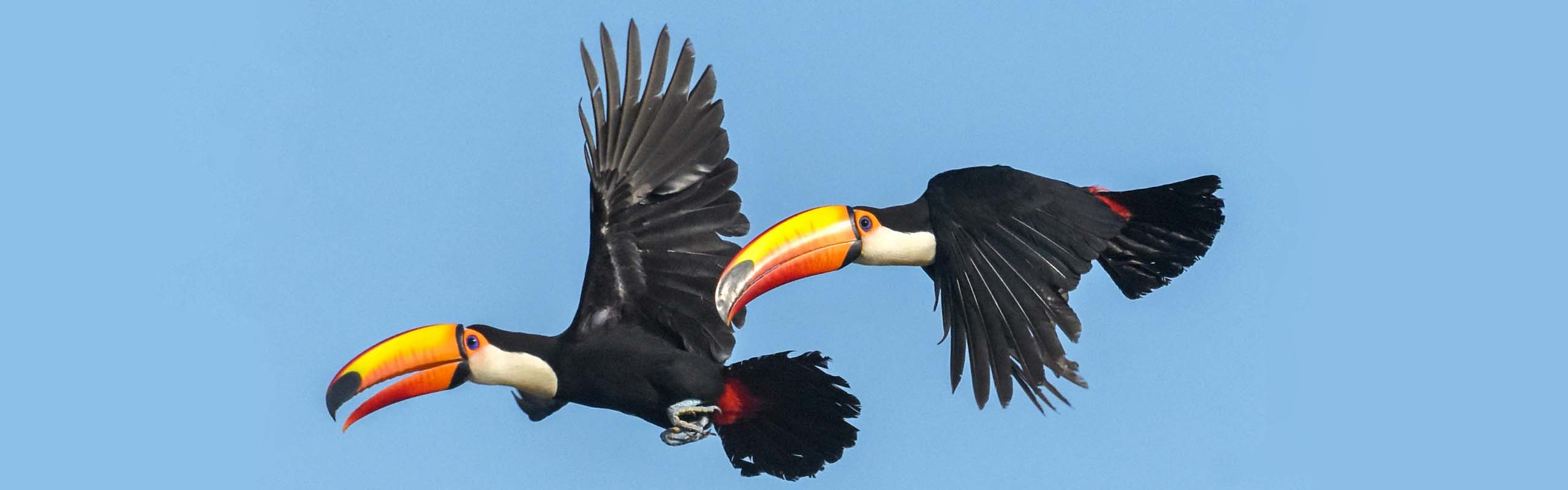 Toco Toucans by Field Guides tour participant Becky Hansen Toco Toucans by Field Guides tour participant Becky Hansen