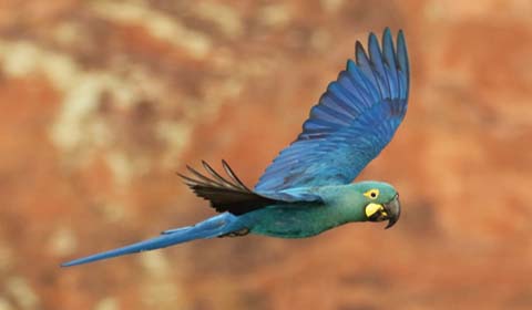 Indigo Macaw by Field Guides tour participant François Grenon