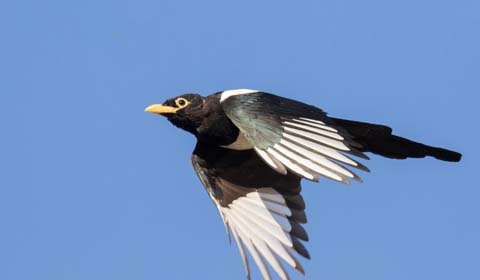 Yellow-billed Magpie by Tom Johnson on a Field Guides birding tour