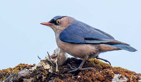 Velvet-fronted Nuthatch photo by Field Guides participant Sid England