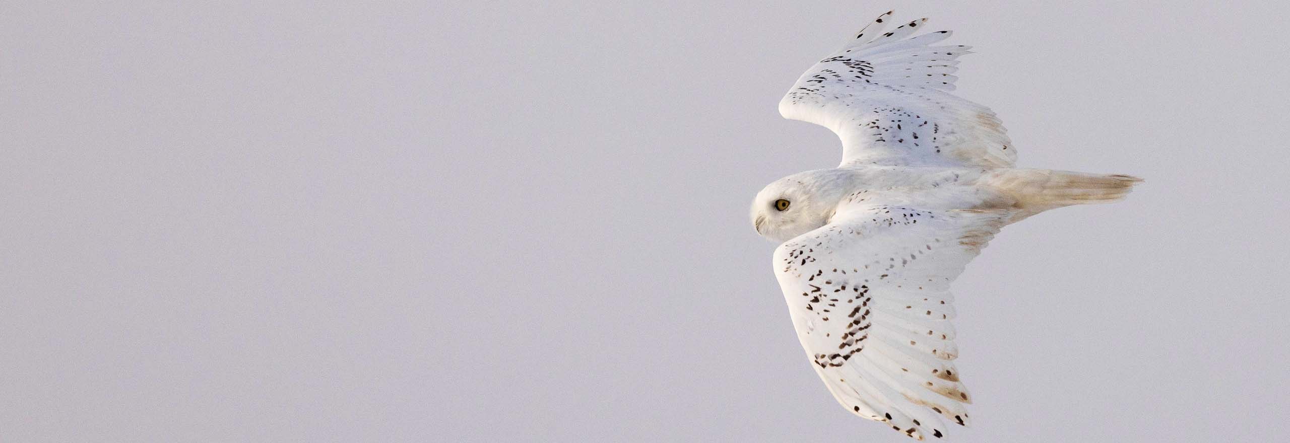 Snowy Owl by guide Doug Gochfeld on a Field Guides birding tour Snowy Owl by guide Doug Gochfeld on a Field Guides birding tour