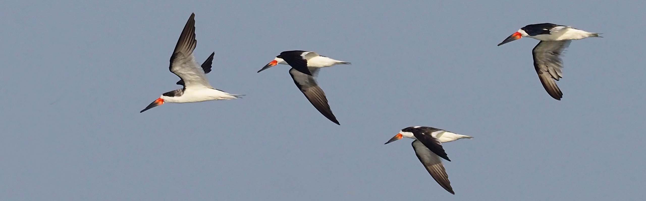 Black Skimmers in New Jersey by participant Donna Pomeroy on a Field Guides birding tour Black Skimmers in New Jersey by participant Donna Pomeroy on a Field Guides birding tour