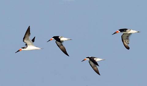 Black Skimmers in New Jersey by participant Donna Pomeroy on a Field Guides