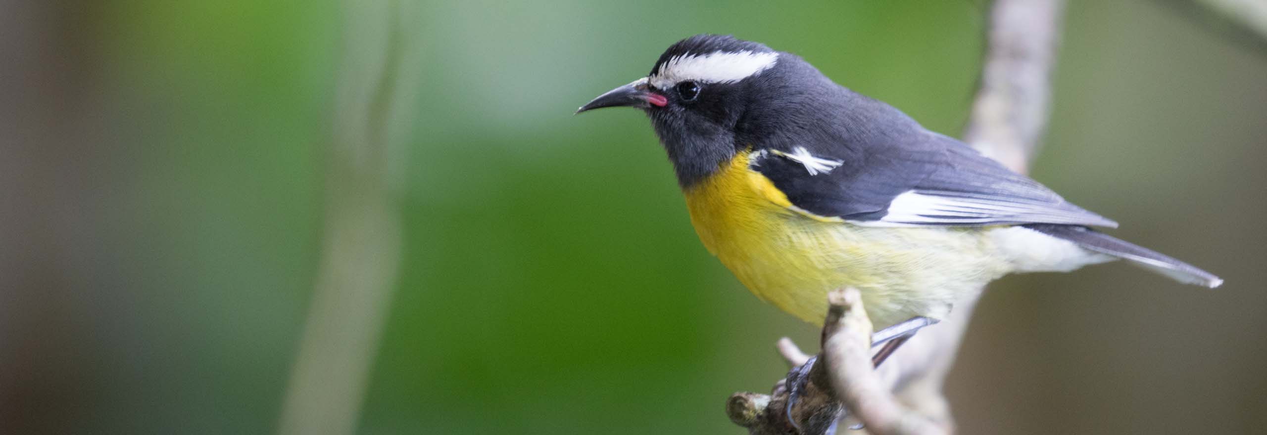 Bananaquit in Jamaica by participant Linda Rudolph on a Field Guides birding tour Bananaquit in Jamaica by participant Linda Rudolph on a Field Guides birding tour