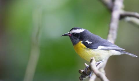 Bananaquit in Jamaica by participant Linda Rudolph on a Field Guides birdin