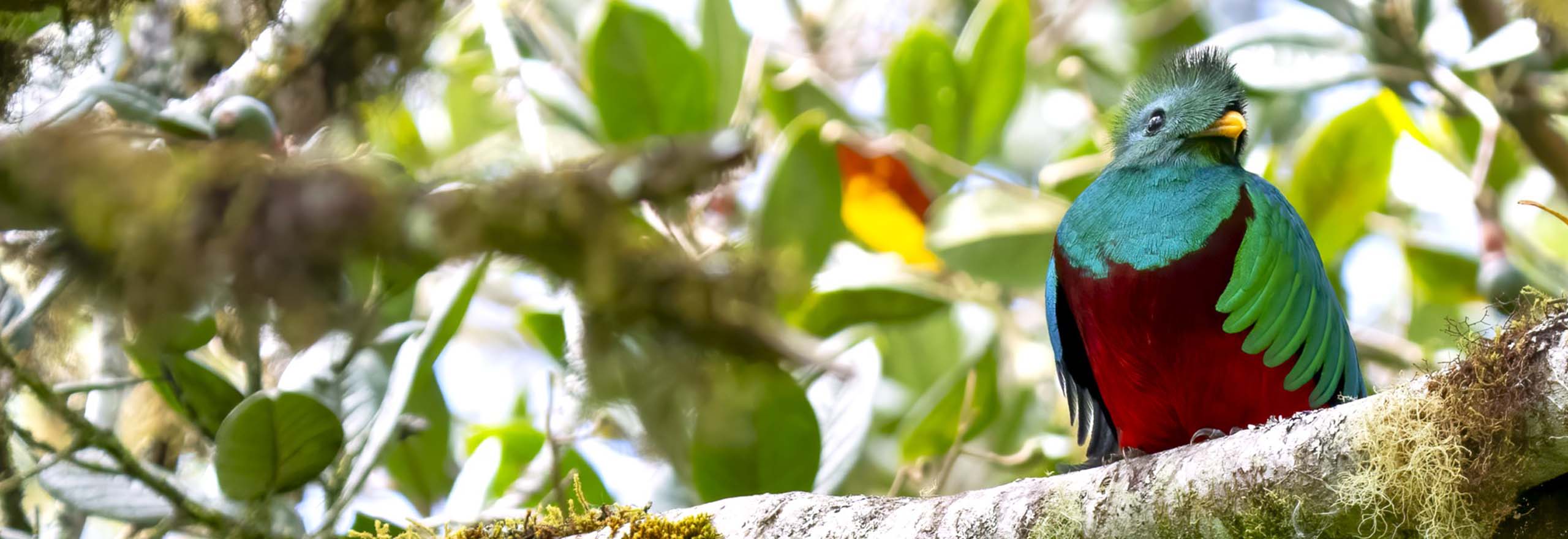 Resplendent Quetzal in Costa Rica by participant Paul Beerman on a Field Guides birding tour Resplendent Quetzal in Costa Rica by participant Paul Beerman on a Field Guides birding tour