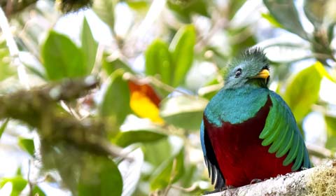 Resplendent Quetzal in Costa Rica by participant Paul Beerman on a Field Gu