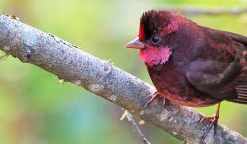 Dark-breasted Rosefinch photo by Field Guides participant Kevin Watson