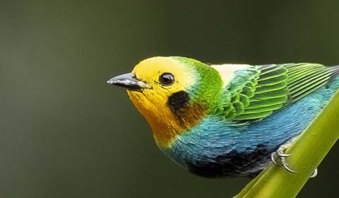 Multicolored Tanager by Field Guides tour participant Kirsten Tucker