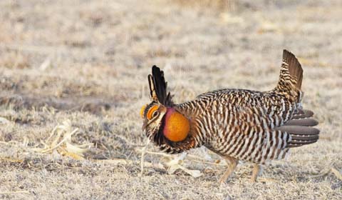 Greater Prairie-Chicken in Colorado by guide Eric Hynes on a Field Guides b