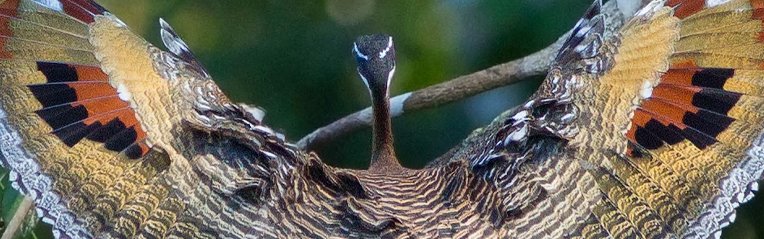 Sunbittern by guide Marcelo Barreiros Sunbittern by guide Marcelo Barreiros