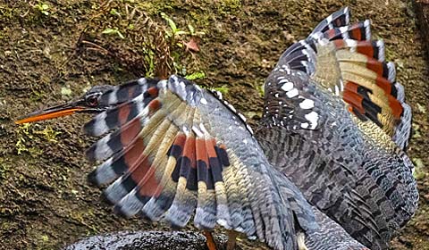 Sunbittern by guide Sam Wilson