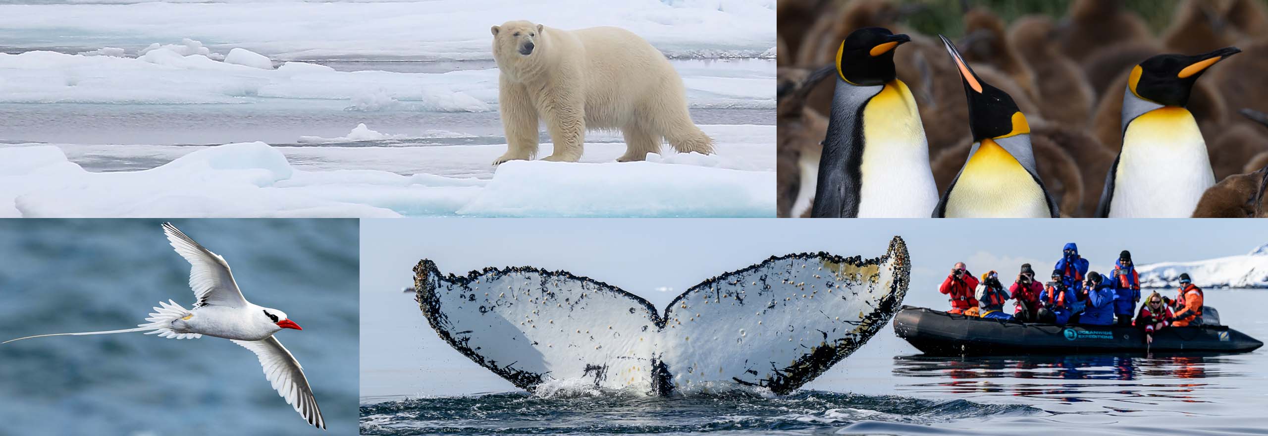 Photo of Polar Bear, King Penguins, Red-billed Tropicbird, and Humpback Photo of Polar Bear, King Penguins, Red-billed Tropicbird, and Humpback