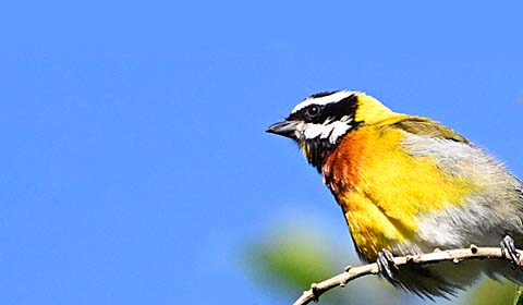 Hispaniolan Spindalis by participant Doug Clarke on a Field Guides birding