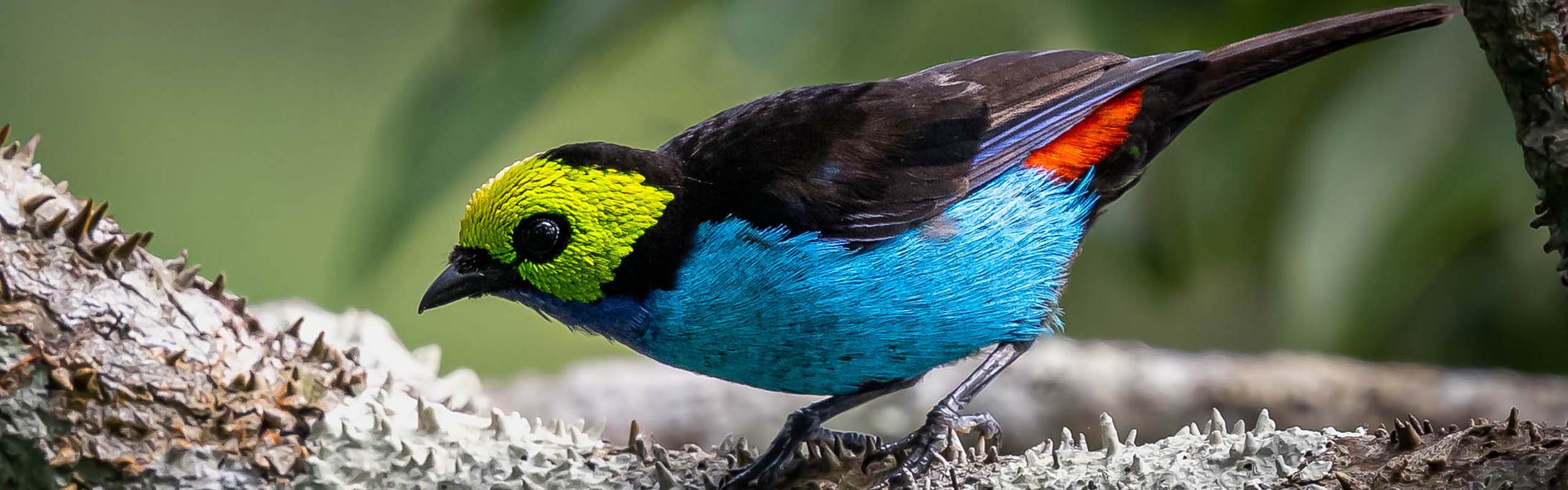 Paradise Tanager by Field Guides tour participant Gerry Hoekstra Paradise Tanager by Field Guides tour participant Gerry Hoekstra