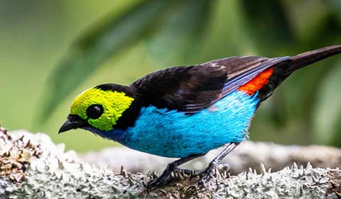 Paradise Tanager by Field Guides tour participant Gerry Hoekstra