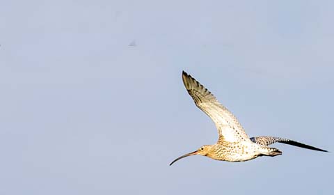 Eurasian Curlew by Field Guides tour participant Paul Beerman