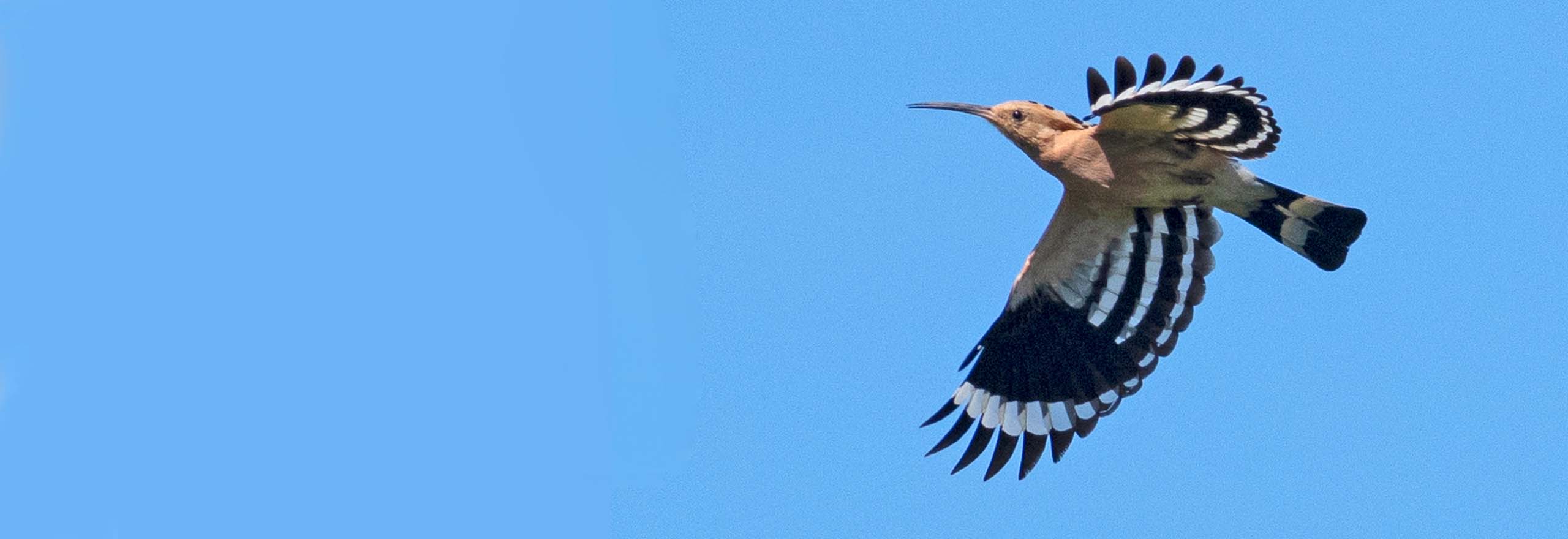 Eurasian Hoopoe in Portugal by Field Guides tour participant Don Taves Eurasian Hoopoe in Portugal by Field Guides tour participant Don Taves