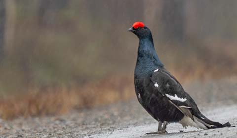 Black Grouse by Field Guides tour participant Becky Hansen