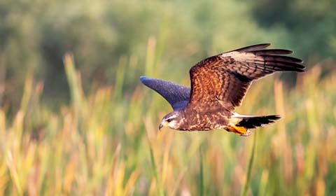 Snail Kite in Florida by Owen Hilchey on a Field Guides birding tour