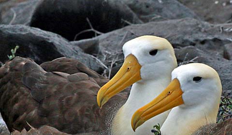 Waved Albatrosses by Field Guiedes tour participant Randy Beaton